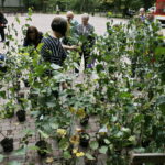 100 tysięcy drzew na 100-lecie odzyskania niepodległości Polski / Marzena Mąkosa / Radio Kielce