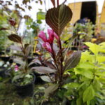 Kiermasz pszczelarski w Ogrodzie "Magnolia" / Marzena Mąkosa / Radio Kielce