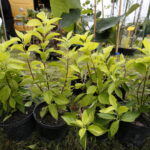 Kiermasz pszczelarski w Ogrodzie "Magnolia" / Marzena Mąkosa / Radio Kielce