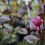 Kiermasz pszczelarski w Ogrodzie "Magnolia" / Marzena Mąkosa / Radio Kielce