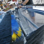 Europejski Tydzień Zrównoważonego Transportu / Marzena Mąkosa / Radio Kielce