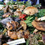 Świętokrzyskie dary lasu / Marzena Mąkosa / Radio Kielce