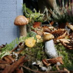 Świętokrzyskie dary lasu / Marzena Mąkosa / Radio Kielce