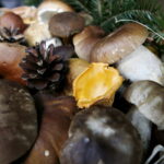 Świętokrzyskie dary lasu / Marzena Mąkosa / Radio Kielce