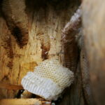 Świętokrzyskie dary lasu / Marzena Mąkosa / Radio Kielce