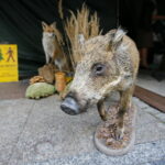 Świętokrzyskie dary lasu / Marzena Mąkosa / Radio Kielce