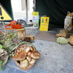 Świętokrzyskie dary lasu / Marzena Mąkosa / Radio Kielce