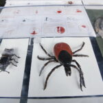 Świętokrzyskie dary lasu / Marzena Mąkosa / Radio Kielce