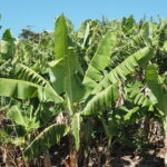 Muzyczne Podróże Przez Świat. Australia / Jakub Juszyński