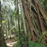 Muzyczne Podróże Przez Świat. Australia / Jakub Juszyński