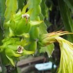 Muzyczne Podróże Przez Świat. Australia / Jakub Juszyński