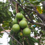 Muzyczne Podróże Przez Świat. Australia / Jakub Juszyński