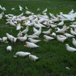 Muzyczne Podróże Przez Świat. Australia / Jakub Juszyński