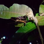 Madagaskar / dr hab. Małgorzata Anna Jóźwiak i prof. dr hab. Marek Jóźwiak