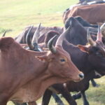 Madagaskar / dr hab. Małgorzata Anna Jóźwiak i prof. dr hab. Marek Jóźwiak