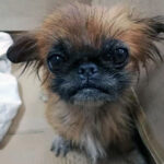 Pies został znaleziony w zawiązanym worku przez pracowników sortowni śmieci / Policja