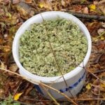 Marihuana w wiaderku / świętokrzyska policja