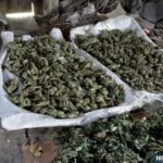 Zabezpieczone narkotyki o wartości 4 mln złotych / świętokrzyska policja