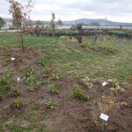 Ogródek hortiterapii powstaje na terenie Ogrodu Botanicznego w Kielcach / Iwona Murawska / Radio Kielce