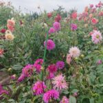 Bioróżnorodność na pierwszym planie