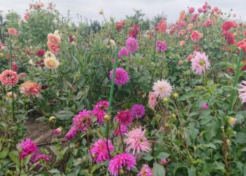 Bioróżnorodność na pierwszym planie