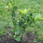 7. Marsz „Różowej Wstążeczki” / Kamil Włosowicz / Radio Kielce