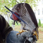 II Hubertus Ostrowiecki / Emilia Sitarska / Radio Kielce