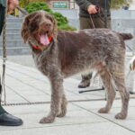 II Hubertus Ostrowiecki. Pokaz psów myśliwskich / Emilia Sitarska / Radio Kielce