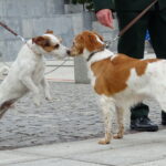 II Hubertus Ostrowiecki. Pokaz psów myśliwskich / Emilia Sitarska / Radio Kielce