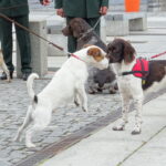 II Hubertus Ostrowiecki. Pokaz psów myśliwskich / Emilia Sitarska / Radio Kielce