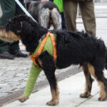 II Hubertus Ostrowiecki. Pokaz psów myśliwskich / Emilia Sitarska / Radio Kielce