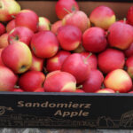 Sandomierskie jabłka / Wojciech Habdas / Radio Kielce