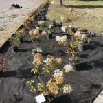 „Zieleń dla niepodległej” - pod takim hasłem przed świetlicą wiejską w Świniarach Nowych w gminie Łoniów odbywa się sadzenie roślinności / Grażyna Szlęzak-Wójcik / Radio Kielce