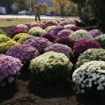 17.10.2018 Kielce. Pracownicy RPZ sadzą chryzantemy na skrzyżowaniu ulic IX Wieków Kielc i Warszawskiej / Jarosław Kubalski / Radio Kielce