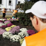 17.10.2018 Kielce. Pracownicy RPZ sadzą chryzantemy na skrzyżowaniu ulic IX Wieków Kielc i Warszawskiej / Jarosław Kubalski / Radio Kielce