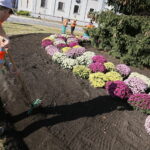 17.10.2018 Kielce. Pracownicy RPZ sadzą chryzantemy na skrzyżowaniu ulic IX Wieków Kielc i Warszawskiej / Jarosław Kubalski / Radio Kielce