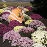 17.10.2018 Kielce. Pracownicy RPZ sadzą chryzantemy na skrzyżowaniu ulic IX Wieków Kielc i Warszawskiej / Jarosław Kubalski / Radio Kielce