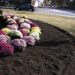 17.10.2018 Kielce. Pracownicy RPZ sadzą chryzantemy na skrzyżowaniu ulic IX Wieków Kielc i Warszawskiej / Jarosław Kubalski / Radio Kielce