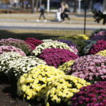 17.10.2018 Kielce. Pracownicy RPZ sadzą chryzantemy na skrzyżowaniu ulic IX Wieków Kielc i Warszawskiej / Jarosław Kubalski / Radio Kielce