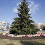 17.10.2018 Kielce. Pracownicy RPZ sadzą chryzantemy na skrzyżowaniu ulic IX Wieków Kielc i Warszawskiej / Jarosław Kubalski / Radio Kielce