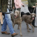 Hubertus Świętokrzyski 2018 / Marzena Mąkosa / Radio Kielce