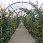 Ogródek hortiterapii powstaje na terenie Ogrodu Botanicznego w Kielcach / Iwona Murawska / Radio Kielce