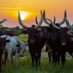 Czad. Festiwal Gerewol / Mirosław Lubarski / Radio Kielce