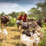 Czad. Festiwal Gerewol / Mirosław Lubarski / Radio Kielce
