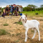 Czad. Festiwal Gerewol / Mirosław Lubarski / Radio Kielce