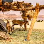 Muzyczne podróże. Czad / Mirosław Lubarski / Radio Kielce