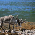 Muzyczne podróże. Norwegia / Marcin Marciniewski / Radio Kielce