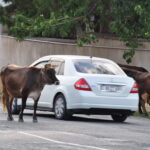 Armenia / Paweł Szymoniak