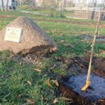 Jędrzejów. Sadzenie Dębów Niepodległości / Ewa Pociejowska - Gawęda / Radio Kielce