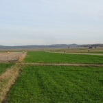 Trzeci dzień poszukiwań zaginionego 79-letniego Mariana Albina, mieszkańca miejscowości Wygnanów z gminy Małogoszcz / Ewa Pociejowska-Gawęda / Radio Kielce